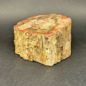 Bois Fossilisé Naturel