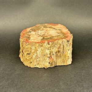 Bois Fossilisé Naturel