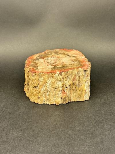 bois-fossilisé-oise