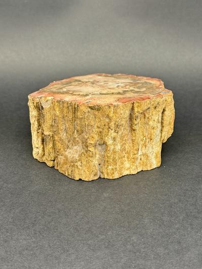 bois-fossilisé-paris