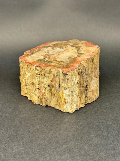 bois-fossilisé
